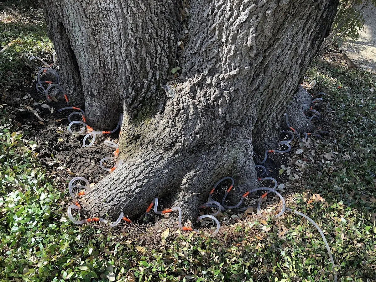 Detailed Tree Cabling and Bracing job site in Seagoville