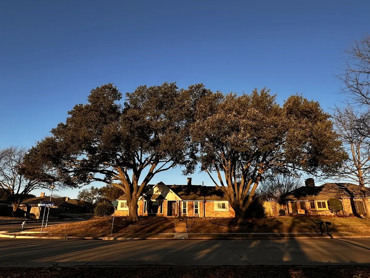 Established residential canopy tree shading a home in Seagoville